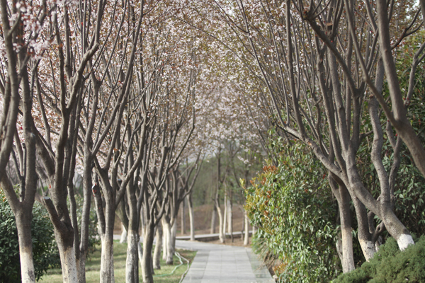 红叶李芳菲·校长接待日侧记
