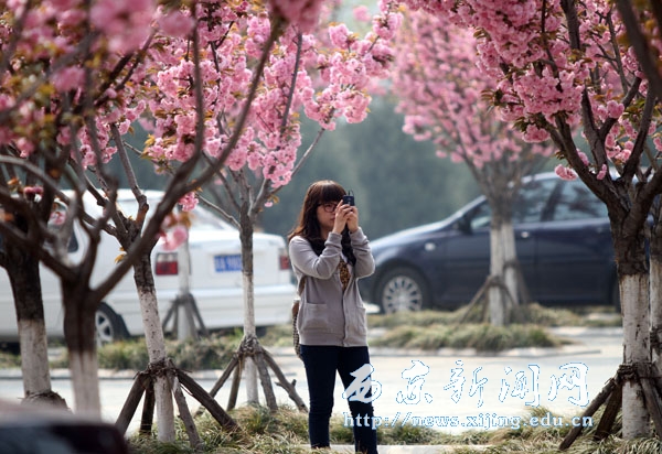【图集】浪漫樱花扮靓西京园