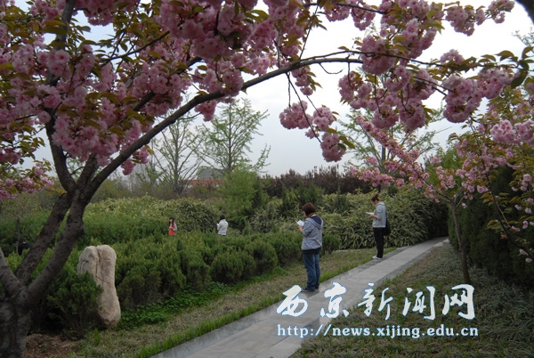 满城盛开长安花 西京园里好读书