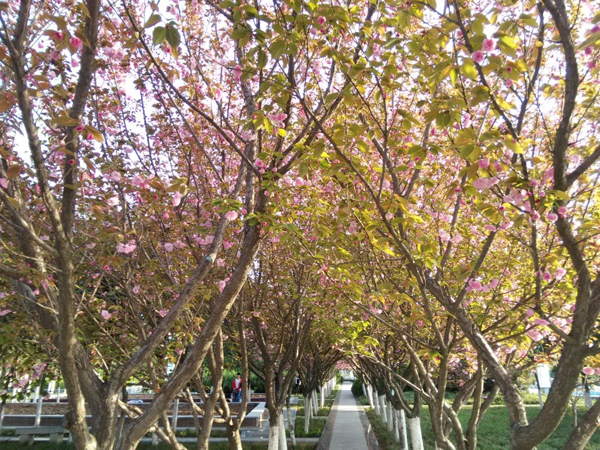 西京园·你是我不期而遇的温暖