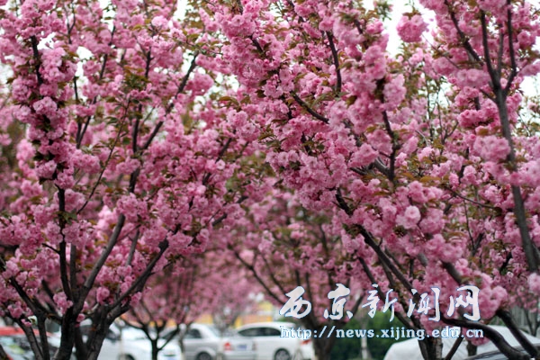 【图集】浪漫樱花扮靓西京园