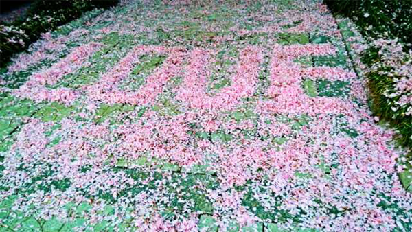 西京园·漫天樱花飘舞时