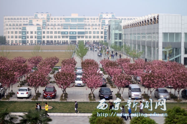 【图集】浪漫樱花扮靓西京园
