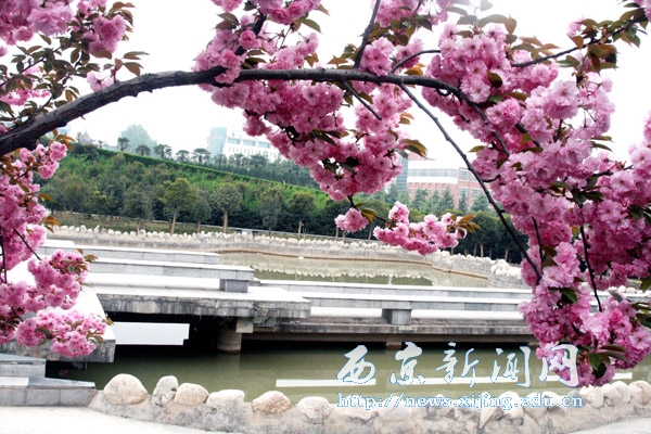 浪漫樱花扮靓西京园（二）