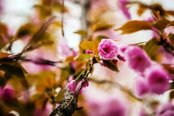 西京园·漫天樱花飘舞时