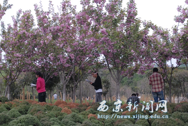 满城盛开长安花 西京园里好读书