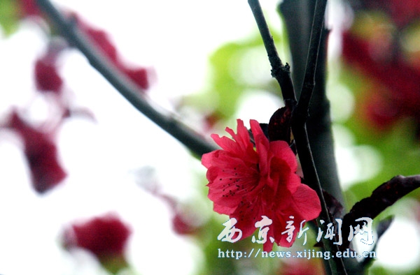 浪漫樱花扮靓西京园（二）