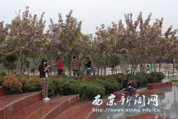 满城盛开长安花 西京园里好读书