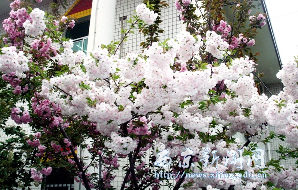 浪漫樱花扮靓西京园（二）