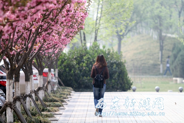 【图集】浪漫樱花扮靓西京园