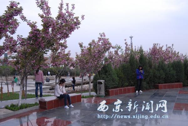 满城盛开长安花 西京园里好读书