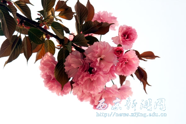 浪漫樱花扮靓西京园（二）