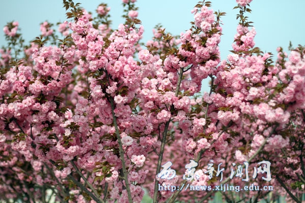 【图集】浪漫樱花扮靓西京园