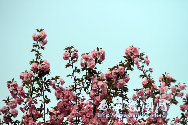 【图集】浪漫樱花扮靓西京园
