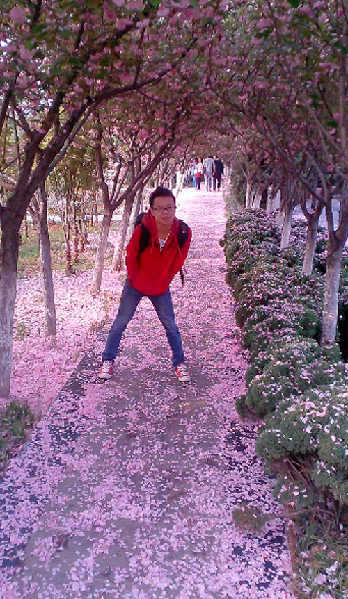 西京园·漫天樱花飘舞时