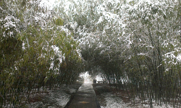 西京园·素雪更胜江南春