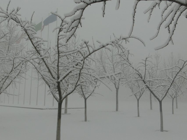 西京园·素雪更胜江南春