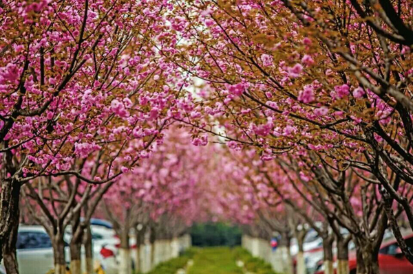西京园·漫天樱花飘舞时