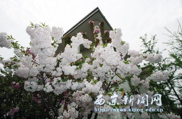 浪漫樱花扮靓西京园（二）