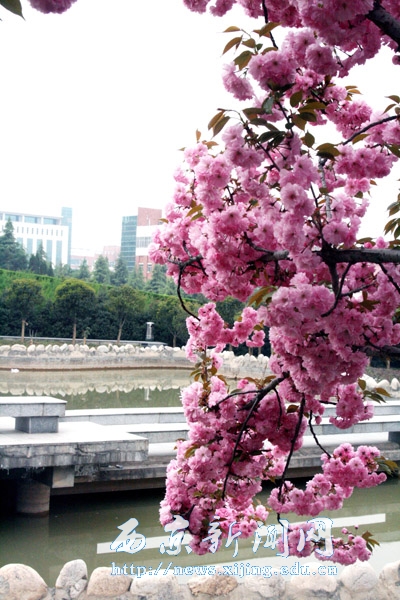 浪漫樱花扮靓西京园（二）