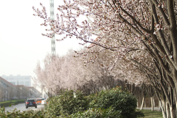 红叶李芳菲·校长接待日侧记