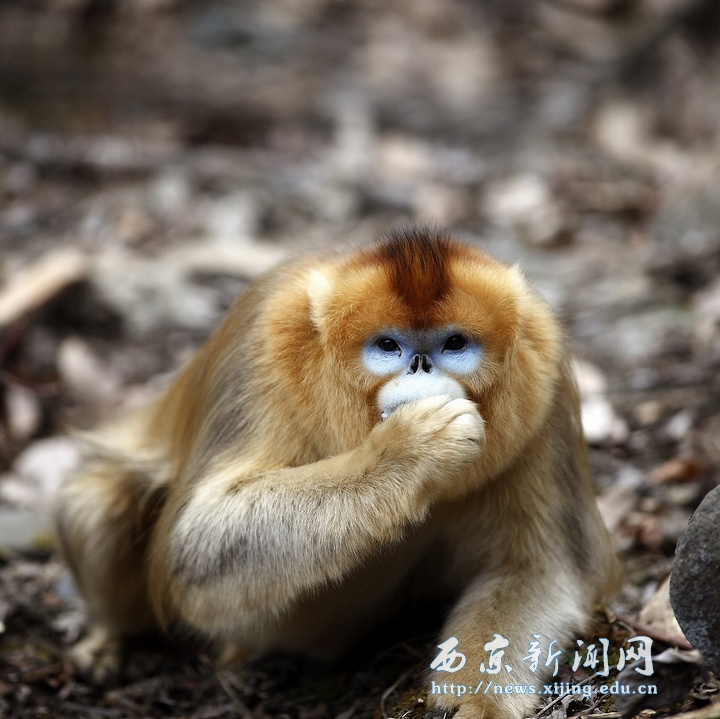我院副院长黑林摄影作品在国际摄影展上亮相