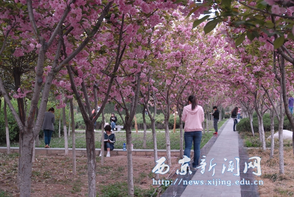 满城盛开长安花 西京园里好读书