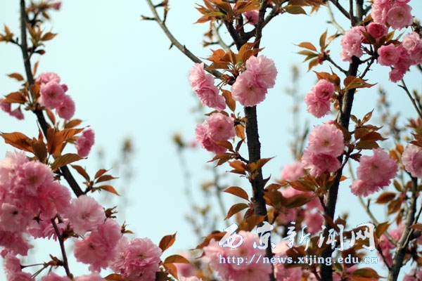 【图集】浪漫樱花扮靓西京园
