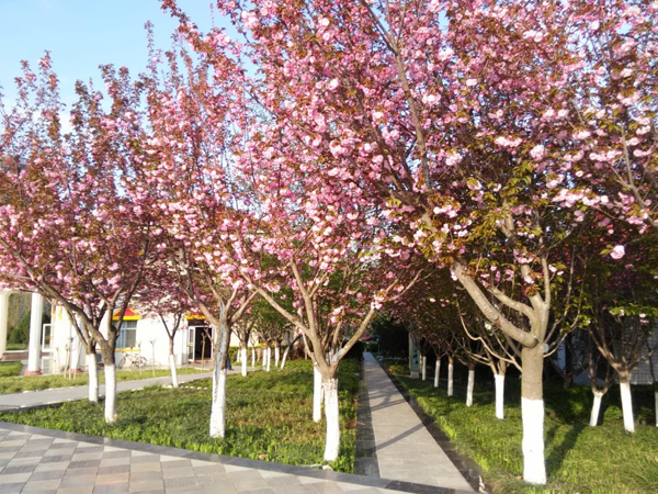 西京园·你是我不期而遇的温暖