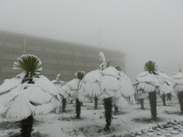 西京园·素雪更胜江南春