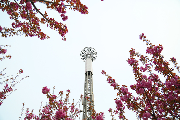 西京园·漫天樱花飘舞时