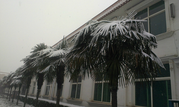 西京园·素雪更胜江南春