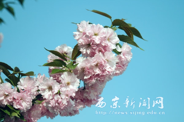 浪漫樱花扮靓西京园（二）