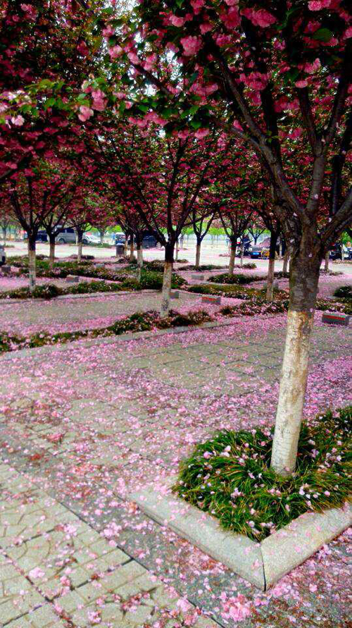 西京园·漫天樱花飘舞时