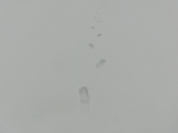 西京园·素雪更胜江南春