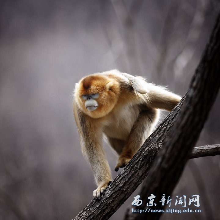 我院副院长黑林摄影作品在国际摄影展上亮相